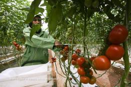 Image du Maroc Professionnelle de  Agriculture moderne au Sahara, Une femme marocaine effectue la cueillette des tomates en grappes sous une serre dans une ferme à Dakhla. Dans cette région la production des tomates en grappes bénéficie d’un climat phénoménalement ensoleillé, tempéré et régulier, Mardi 21 Novembre 2006. Avec l'introduction des cultures sous abris serres, la région de Dakhla est devenue en très peu de temps célèbre pour ces productions de fruits et légumes destinés à l’export. (Photo / Abdeljalil Bounhar) 